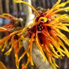 Zaubernuss Jelena / Hamamelis x intermedia Jelena